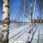 Karelian Birch Burl Wood