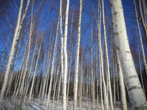 Karelian Birch