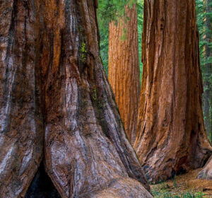 An impressive Redwood tree soaring into the sky with its distinctive cinnamon-colored bark and needle-like leaves. The towering giant stands tall in a lush forest, symbolizing the awe-inspiring beauty and resilience of nature. The Redwood's colossal height, exceeding 300 feet, makes it the tallest tree on Earth. This ancient marvel, native to California's coastal regions, contributes to a diverse ecosystem, offering habitat for various flora and fauna. The image captures the grandeur of the Redwood, a living testament to the enduring power and majesty of the natural world.